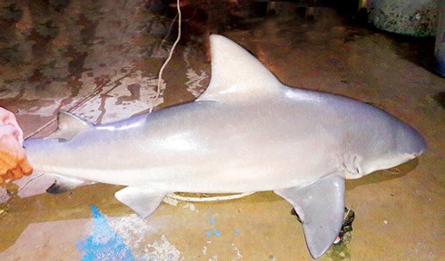 Kỳ bí chuyện săn cá mập ở Vàm Nao