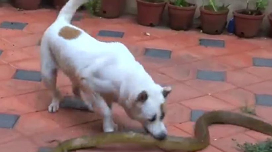 Video: Chó nhà đại chiến rắn hổ trâu, liệu ai sẽ là người chiến thắng?