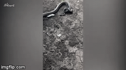 Video: Mãng xà bỏ mạng sau trận kịch chiến với rắn nâu quanh xác chuột