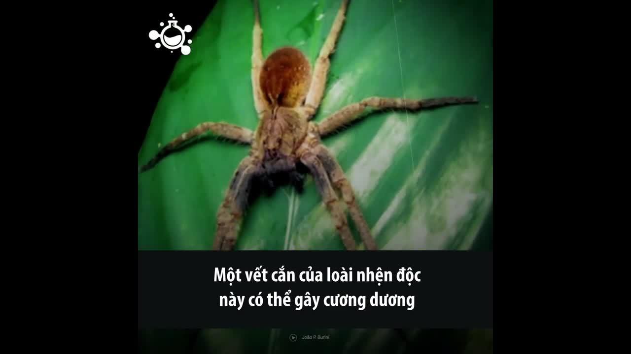 Video: Loài nhện có nọc độc được ví như "viagra tự nhiên"