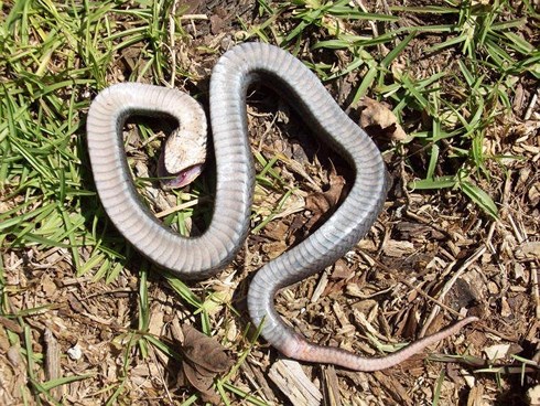 Tuyệt chiêu giả chết của loài rắn có họ hàng với hổ mang cực độc