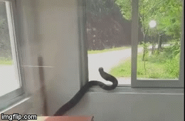 Video: Lạnh người khi thấy con rắn hổ mang chúa bò khắp phòng
