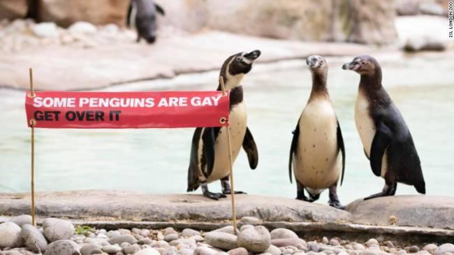 Hoan nghênh chim cánh cụt diễu hành tự hào đồng tính
