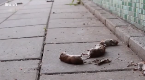 Chuột nhảy cầu "tự sát" bí ẩn cả trăm con gây sốc