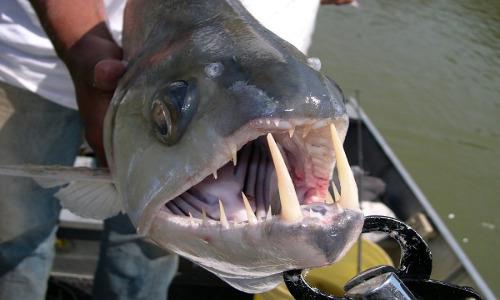 7 “quái vật” cá kỳ lạ, đáng sợ nhất hành tinh