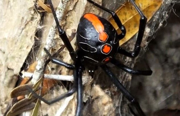 Họ hàng mới của nhện "Góa phụ đen" có kích thước khổng lồ