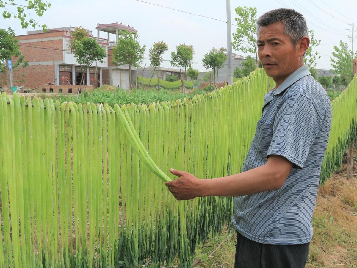 Quy trình sơ chế loại rau giá đắt như tôm hùm ở Việt Nam