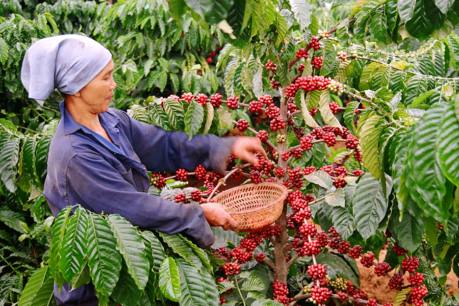 Giá cà phê hôm nay 12/12 tiếp đà tăng 