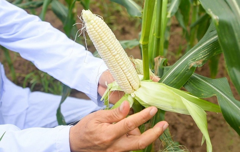 Ngô siêu ngọt ăn ngay tại ruộng không cần luộc hay nướng 