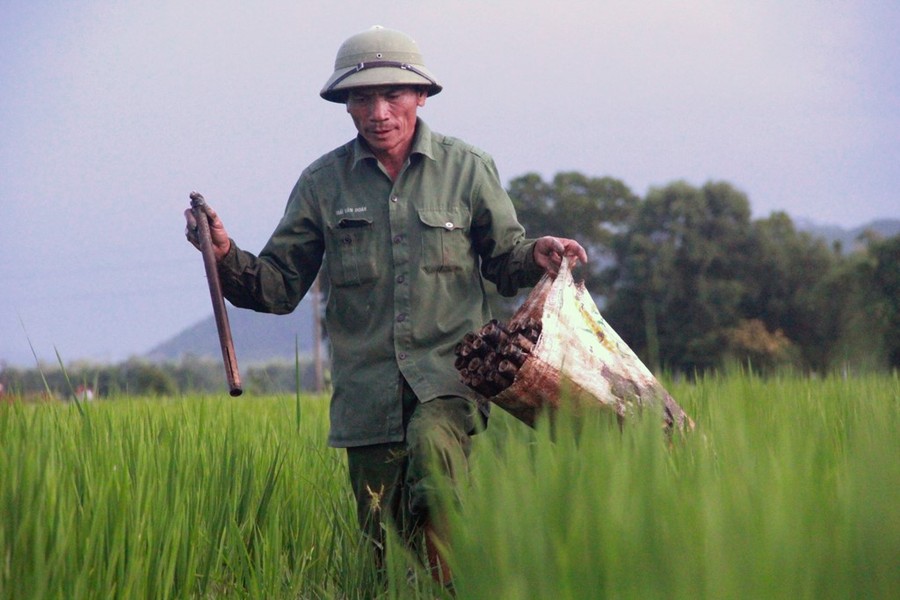 Với những người gắn bó với làng quê, đồng ruộng, hình ảnh người thợ  bắt lươn đồng không xa lạ