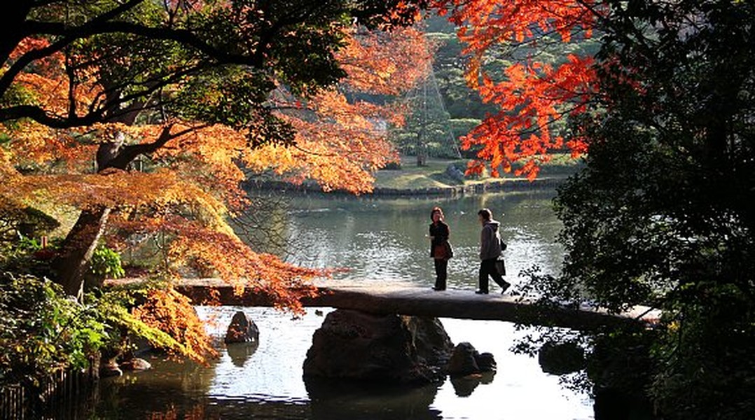 Khu vườn Rikugien, ở Tokyo được xem là một trong những  điểm ngắm mùa thu Nhật Bản hút khách nhất đất nước mặt trời mọc. Mỗi độ thu sang, cả khu vườn tràn ngập sắc vàng, đỏ.