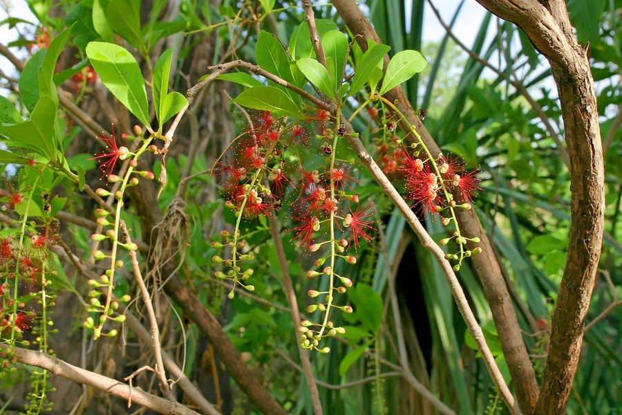 Là loài cây được ưa chuộng trong khuôn viên của mỗi gia đình Việt,  cây lộc vừng mang ý nghĩa phong thủy tốt lành cho gia chủ. Ảnh: Flickr.