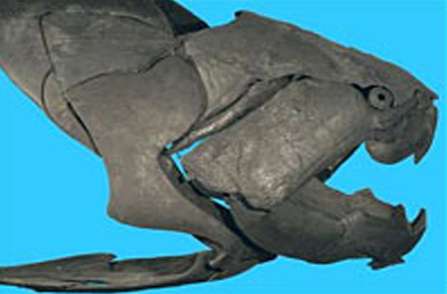 Dunkleosteus. Đây là loài cá tiền sử.  Sinh vật bí ẩn thời tiền sử này có thể khiến bạn gặp ác mộng. Nó là loài cá có hàm khỏe và chắc nhất đã từng tồn tại trên Trái đất. Dunkleosteus dài khoảng 10m và nặng tới gần 4 tấn. Là động vật ăn thịt, nhưng loài này lại không có răng. Nó dùng miệng và 2 mẩu xương hàm để đớp con mồi. Cú đớp của loài này mạnh như của một con cá sấu, với một lực khoảng 8.000 pound/ inch vuông. Thật may mắn là loài này đã tuyệt chủng ở giai đoạn cuối kỷ Đevon. Dunkleosteus không có mối liên hệ trực tiếp nào với các loài động vật hiện này. Tuy nhiên, nhiều nhà nghiên cứu cho rằng nó có thể là cụ tổ của loài cá mập, sống cách chúng ta 400 tỉ năm.