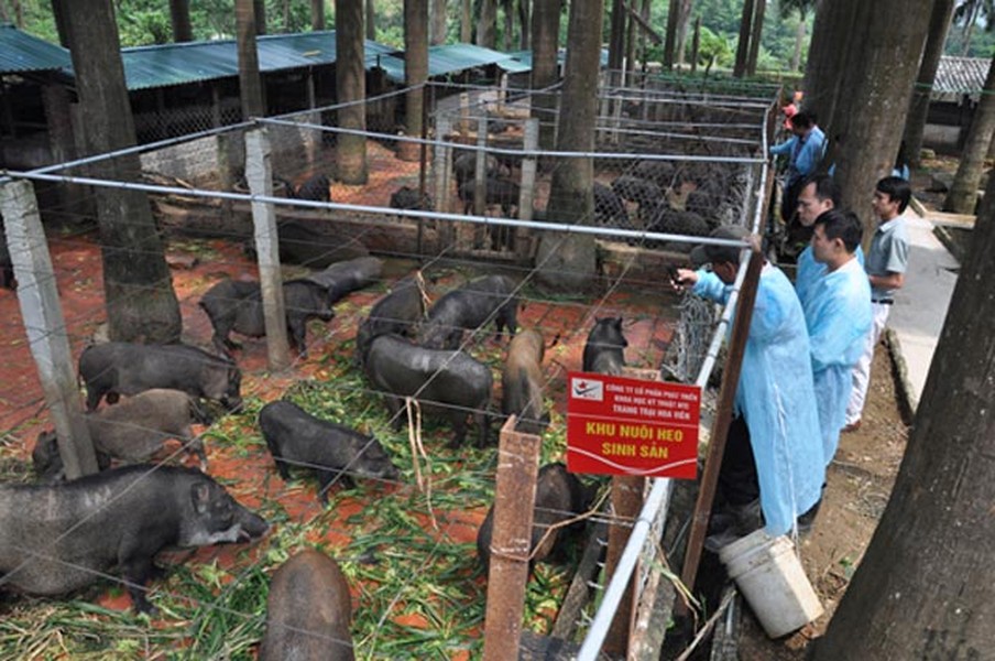 Với quy mô diện tích trên 120 ha/hệ thống, hai  trang trại đang chăn nuôi trên 12.000 con lợn rừng và 5.000 gà rừng. Trang trại lợn rừng NTC của Công ty CP Phát triển khoa học kỹ thuật NTC Việt Nam hiện là một trang trại chăn nuôi hữu cơ quy mô lớn hiếm có ở Việt Nam.