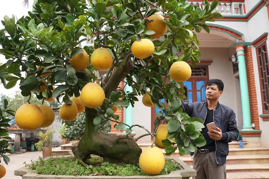 Cây  bưởi cổ thụ dáng "trâu nằm" ở Văn Giang, Hưng Yên thuộc sở hữu của ông Đinh Xuân Tỉnh. Được biết, đây là một gốc bưởi Diễn được chủ nhân may mắn tìm được khi đi mua bưởi phôi cách đây vài năm. Ông Đinh Xuân Tỉnh giới thiệu về gốc bưởi dáng "trâu nằm" độc đáo. Nhìn mặt trước và mặt sau của thân cây có thể dễ dàng hình dung dáng một con trâu nằm nghỉ ngơi.   