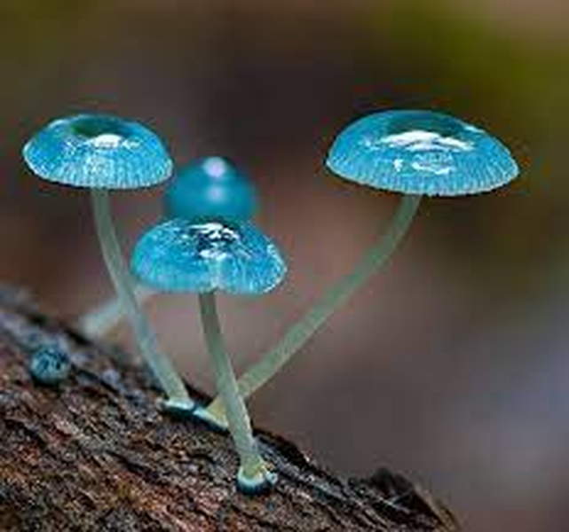  1. Mycena xanh: Chúng có tên gọi là Pixie Parasols, mọc trên khúc gỗ vùng Đông Grippsland (Australia). Mycena là một chi lớn của các dạng nấm hoại sinh nhỏ, rộng không tới vài cm.