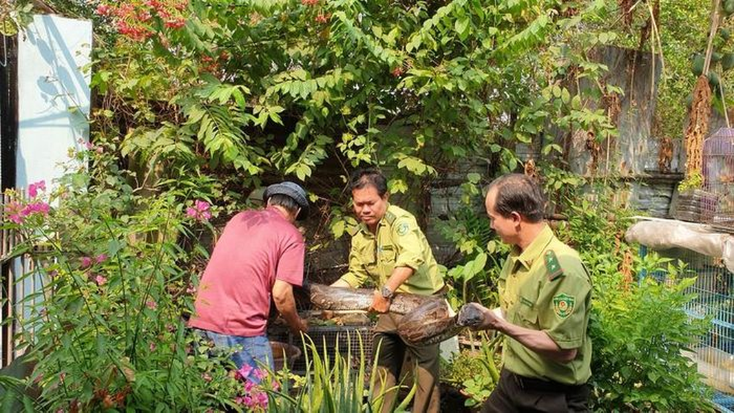 Mới đây, các cán bộ Chi cục Kiểm lâm TP.HCM đã tiếp nhận một cá thể  trăn đất cái nặng chừng 32kg, dài gần 4 mét, thuộc nhóm IIB trong danh mục động vật rừng nguy cấp quý hiếm.