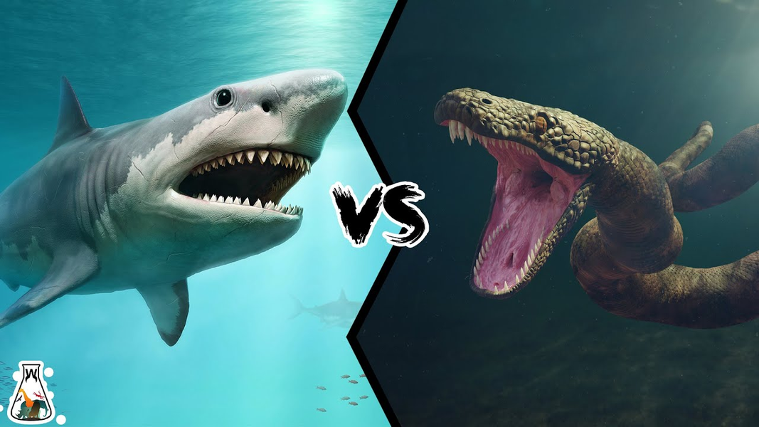  Cá mập Megalodon và trăn khổng lồ Titanoboa loài động vật khổng lồ này từng tồn tại trên Trái Đất và được biết đến với kích thước vô cùng ấn tượng.