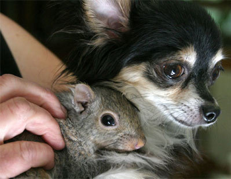 Norma (con chó Chihuahua) đang ôm ấp 1 trong số 3 con sóc mồ côi mà nó nhận làm con. Quả là một "cặp đôi"  động vật mà bạn sẽ không ngờ tới.