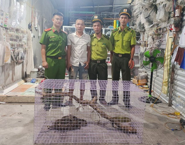 Cá thể  trăn đất này thuộc loài Python molurus, có trọng lượng 6,7kg và tình trạng sức khỏe tốt. Đây là loài động vật quý, hiếm và nguy cấp nằm trong danh mục thực vật rừng, động vật rừng nguy cấp.