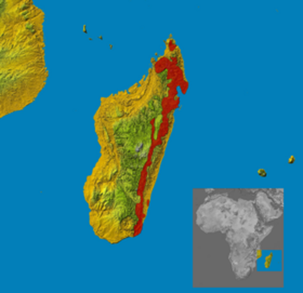 Cầy hương Madagascar chỉ tồn tại ở một vùng đất đặc biệt, đảo Madagascar, và được ghi nhận trong Sách Đỏ với tình trạng bảo tồn đang gặp nguy cấp.