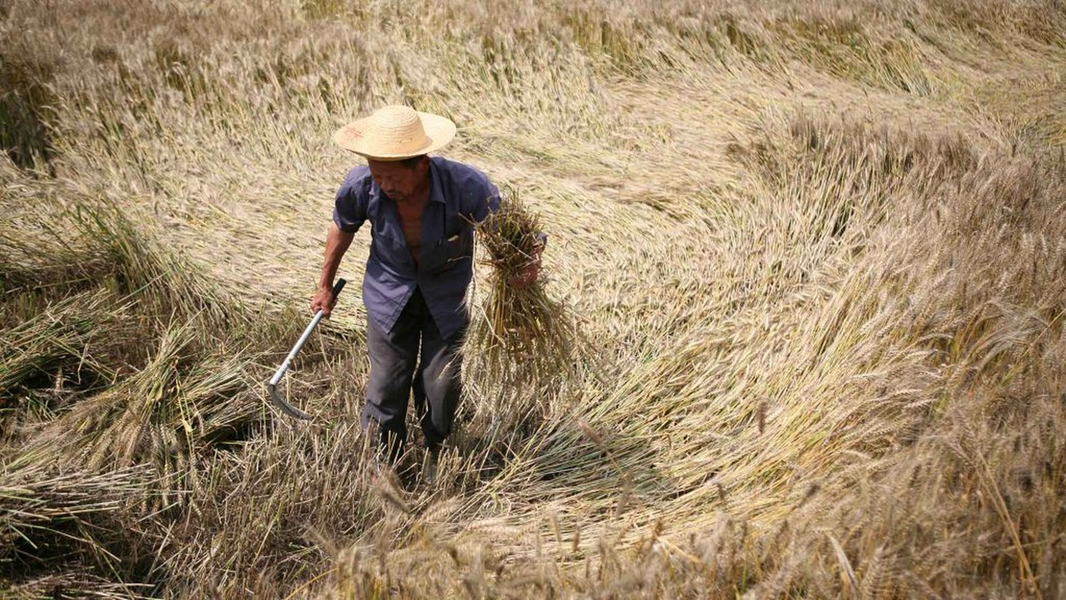 Một ngày năm 2018, ông Tôn, một lão nông đang làm ruộng, nhìn thấy khói màu xanh bốc lên từ  mộ tổ tiên.