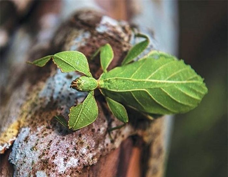 Loài  côn trùng này có hình dạng giống lá cây, có thể thay đổi màu sắc từ xanh sang vàng, nâu tùy thuộc vào môi trường sống.