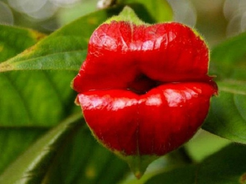 1. Psychotria Elata (Hoa Đôi Môi):  Loài hoa này có hình dáng giống đôi môi quyến rũ của người phụ nữ, sinh sống ở rừng nhiệt đới Trung và Nam Mỹ. Hút côn trùng bằng vẻ đẹp độc đáo và mùi hương.