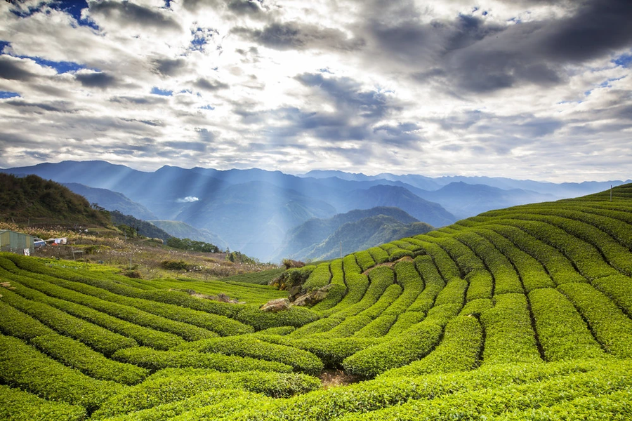 Loại trà này có giá trị cao, với mức giá gấp 13 lần so với trà Ô long thông thường, khiến nó trở thành một sản phẩm đặc biệt và hiếm có trên thị trường.