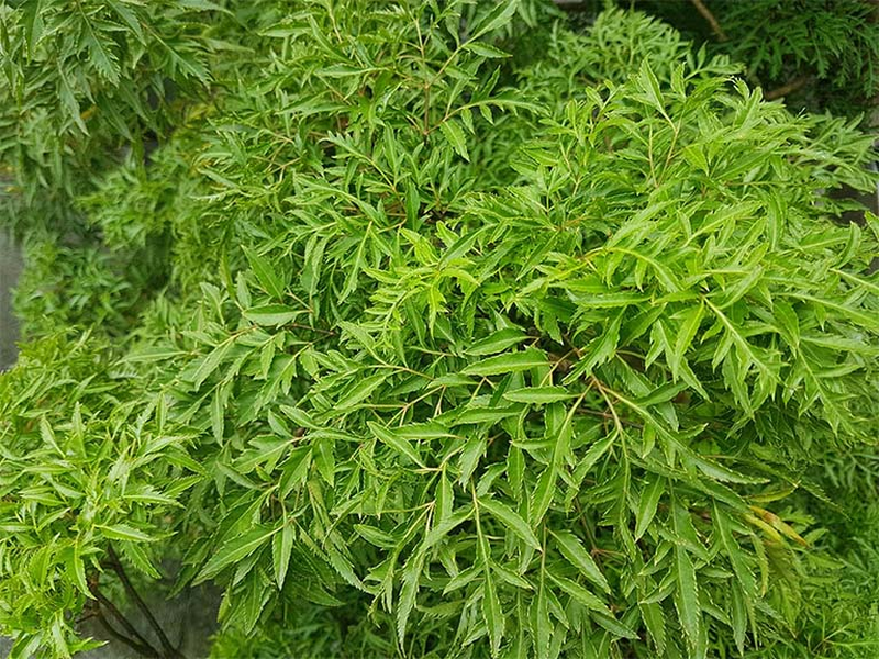 Tên khoa học của cây đinh lăng là Polyscias Fruticosa, thuộc họ ngũ gia bì (Araliaceae). Đây là một  loài cây thân nhỏ, nhẵn, không có gai, cao từ 0,8 - 1,5m.