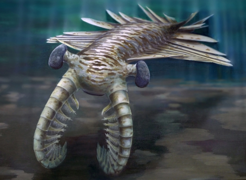 Một trong số những " quái thú" đó là Anomalocaris, sống cách đây khoảng 530 triệu năm, có hình dáng giống tôm, đôi mắt cuống to và chi trước lớn.