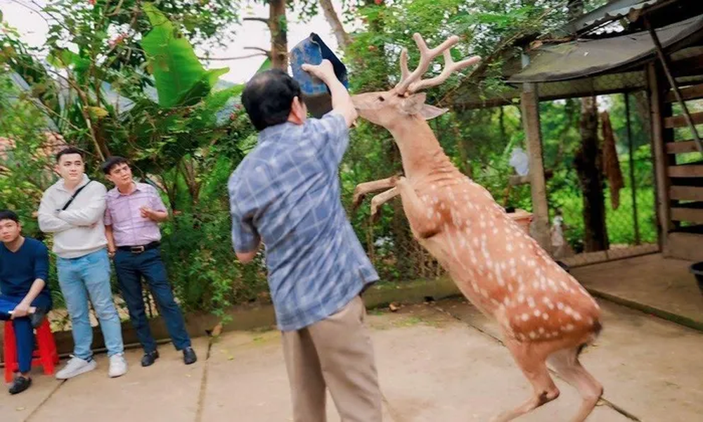 Mới đây, chú hươu sao biết đứng lên và di chuyển bằng hai chân khi được cho ăn ở xã Sơn Giang, huyện Hương Sơn, Hà Tĩnh dã thu hút sự chú ý của công chúng. Điểm kỳ lạ này được giải thích là do sự huấn luyện của chủ nhân con hươu sao. Trước đó, Việt Nam còn sở hữu những  động vật kỳ lạ không kém con hươu sao này.