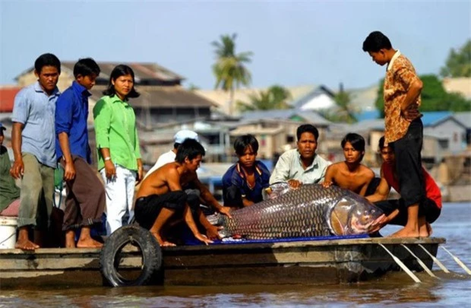 1. Cá hô (Catlocarpio siamensis): Loài cá lớn nhất trong bộ Cá chép trên thế giới, nặng đến 300 kg, sinh sống ở lưu vực sông Mê Kông thuộc địa phận Thái Lan, Campuchia và Việt Nam. Loài  quái ngư này đang trên bờ vực tuyệt chủng và nằm trong Sách Đỏ Việt Nam, là đối tượng bảo tồn quan trọng.