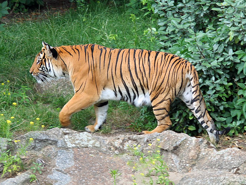  Loài hổ quý hiếm này có tên khoa học là Panthera tigris corbetti và phân bố ở Myanmar, Thái Lan, Lào, Campuchia, và Tây Nam Trung Quốc, cũng như ở Việt Nam. Tuy nhiên, nghiên cứu cho thấy không có dấu vết của Hổ Đông Dương ở Trung Quốc trong nhiều năm qua, gợi ra nghi ngờ về việc tuyệt chủng của chúng trong khu vực này.