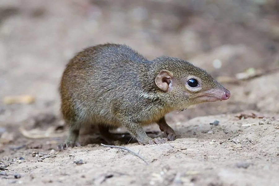 Một loài  động vật có vú đặc biệt, gọi là "chuột chù cây Trung Quốc" (Chinese tree shrew), là một trong ít loài có sở thích ăn cay, tương tự như con người.