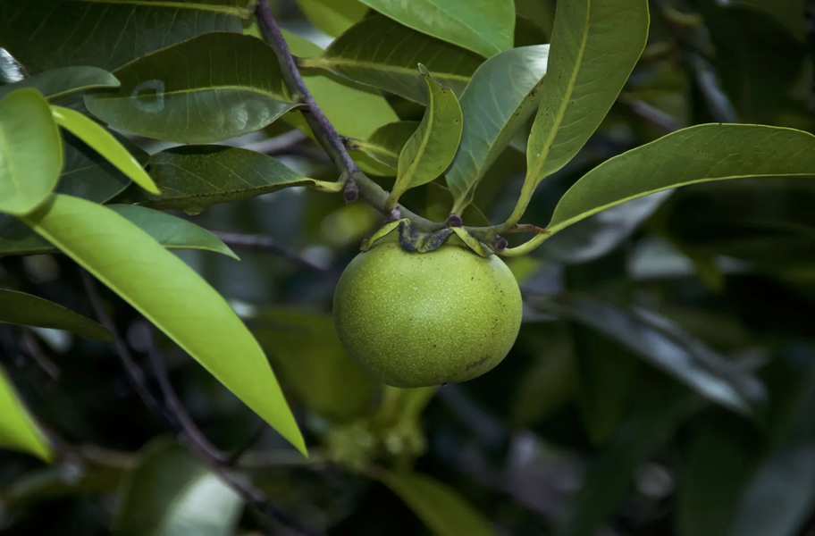 1.Cây Manchineel: Là một trong những loài  cây sát thủ sở hữu vũ khí nguy hiểm nhất hành tinh, Manchineel có thể gây tử vong chỉ trong vài giờ.