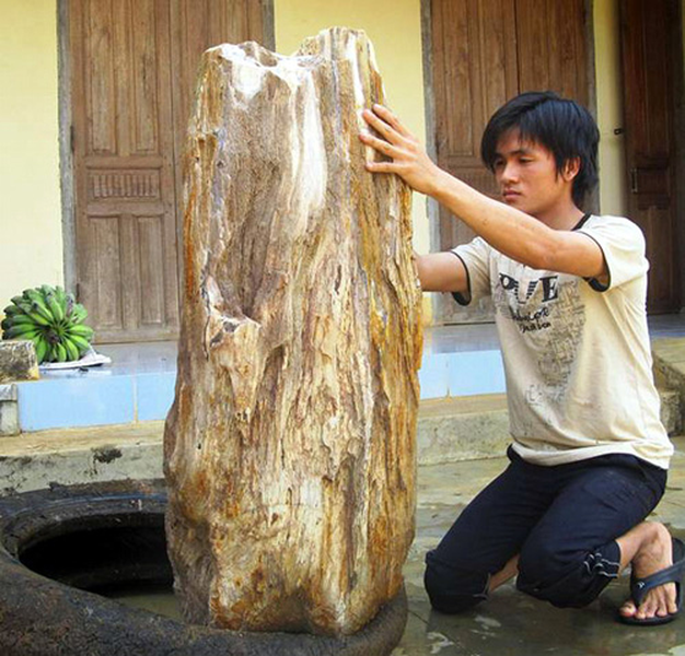  Loại  gỗ hóa thạch là một dạng vật chất đặc biệt có nguồn gốc từ cây rừng nguyên sinh, trải qua hàng triệu năm tác động của núi lửa và dung nham để biến thành than đá.