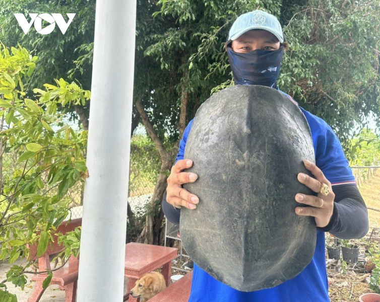 Nghe tin tức này, anh Võ Hồng Hải từ phường Long Thuận đã mua con  càng đước với giá 3 triệu đồng. Anh Hải muốn mua con càng đước này để thả vào các ao hồ trong Tịnh xá Ngọc Quang để nuôi dưỡng, tránh bị giết ăn hoặc để chết. (Ảnh: VOV)