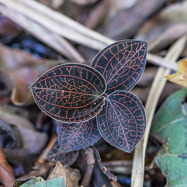 Loại  cỏ kim cương (Anoechilus roxburglihayata) mọc ở vách núi, khe suối Việt Nam đã trở thành đối tượng săn lùng của các thương gia Trung Quốc và Nhật Bản vì giá trị dược liệu quý hiếm.