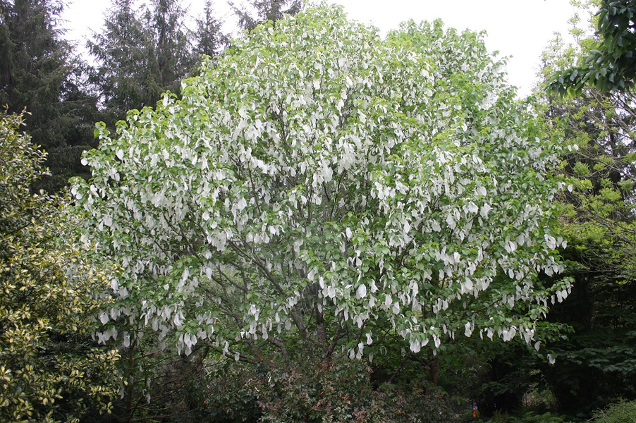  Cây bồ câu (Davidia involucrata) là một loài thực vật quý hiếm mọc ở vùng núi cao Trung Quốc, tồn tại trên Trái Đất hơn 60 triệu năm và được ví như "hóa thạch sống".