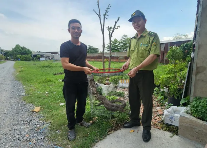 Trước đó, anh Thường phát hiện con  kỳ đà vân này dưới gầm tủ áo quần trong nhà mình. Sau khi bắt giữ con vật và tìm hiểu, anh biết đây là loài động vật quý hiếm. Con kỳ đà vân, giới tính cái, thuộc nhóm IB trong danh mục động vật rừng nguy cấp quý hiếm. Kiểm lâm đã tiếp nhận để chăm sóc và thả về tự nhiên. (Ảnh: NK.)