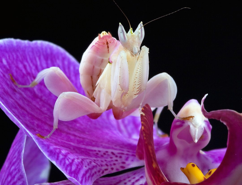 Bọ ngựa phong lan (Hymenopus coronatus) là một loài côn trùng kỳ lạ sinh sống trong các khu rừng nhiệt đới của khu vực Đông Nam Á, bao gồm cả  Việt Nam. Chúng được gọi là “bọ ngựa phong lan” vì màu sắc và hình dạng cơ thể giống một đóa hoa phong lan.