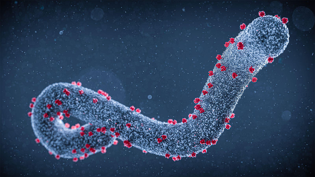 1. Virus Marburg: Là họ hàng của  virus Ebola, virus Marburg được xem là virus nguy hiểm nhất đối với loài người. Nó gây ra bệnh sốt xuất huyết với các triệu chứng như co giật, chảy máu từ các màng nhầy, da và cơ quan nội tạng, với tỷ lệ tử vong từ 50-100% chỉ sau 8-10 ngày nhiễm bệnh.