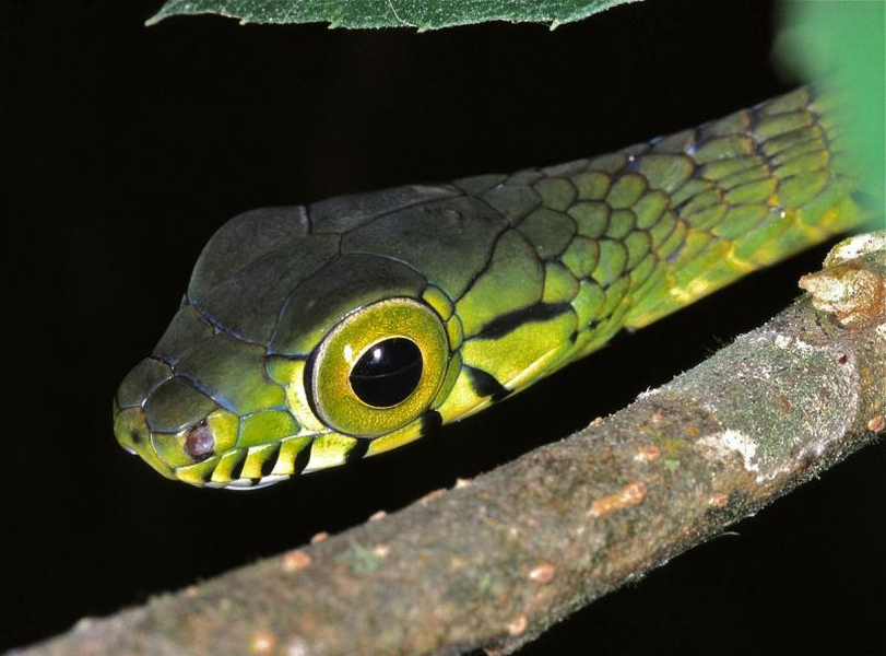 1. Rắn Rhamnophis Aethiopissa: Đây là loài rắn lục cây có nọc độc, đặc hữu của châu Phi. Màu xanh lục đặc trưng, đôi khi có màu đen hoặc xanh lam, với cổ và bụng màu vàng nhạt. Đôi mắt lớn hơn so với các loài cùng kích thước và có kỹ thuật phòng vệ tương tự rắn boomslang.