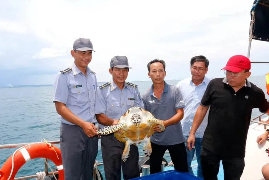 Ông Huỳnh Quang Huy, Chi Cục trưởng Chi Cục Thủy sản Bình Thuận, cho biết ba cá thể  rùa này đã được người dân nuôi trong nhà nhiều năm. Khi biết thông tin đây là những cá thể rùa biển nguy cấp, quý hiếm, người dân đã tự nguyện giao nộp cho các cơ quan chức năng.