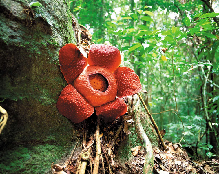 Rafflesia là một loại ký sinh trùng và sống trên các cây nho nhiệt đới trên khắp các vùng của Đông Nam Á. Những bông  hoa của Rafflesia lớn nổi tiếng với cánh hoa lốm đốm đỏ khổng lồ, tạo nên một điều bí ẩn với việc chúng mọc lên và nở ra một cách khó đoán được.