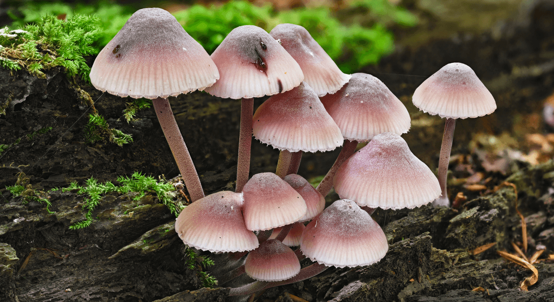 Mycena là một chi  nấm bao gồm hàng trăm loài khác nhau, thường được gọi là nấm nắp ca-pô. Chúng thường có kích thước nhỏ, thân mảnh và mũ nấm hình chuông hoặc nón.