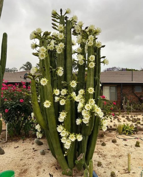  Cây cảnh này có tên gọi bộc trực, thô ráp: xương rồng trụ. Nó có tên khoa học là Trichocereus Bridgesii hoặc Echinopsis lageniformis hay Echinopsis scopulicola. Mọi người còn gọi nó với cái tên tiếng Anh Bolivian torch cactus (xương rồng đuốc Bolivia).