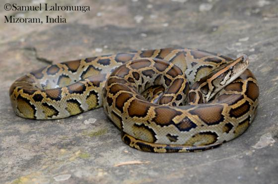 1. Trăn Miến Điện (Python bivittatus): Trăn Miến Điện là một trong những loài  trăn lớn nhất thế giới, có thể dài tới 7 mét và nặng hơn 90 kg. Chúng có khả năng săn mồi rất giỏi và thường ăn các loài động vật lớn như hươu, lợn rừng, và đôi khi cả cá sấu nhỏ. (Ảnh:The Reptile Database)