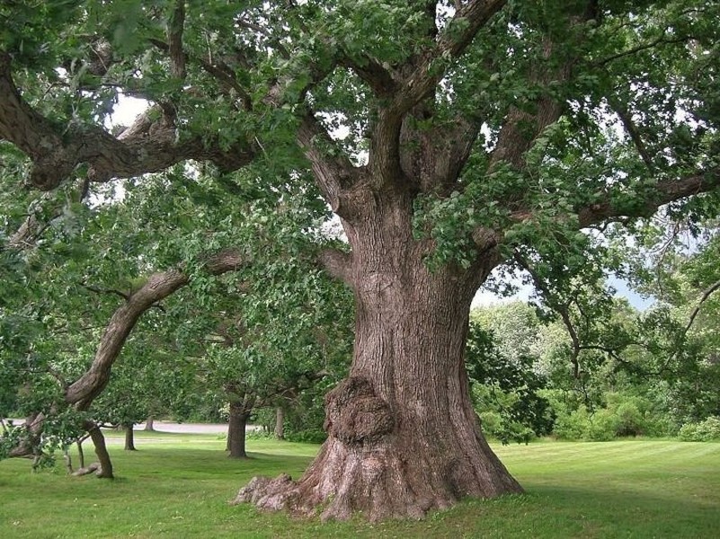 1. Người xưa dặn: Trồng cây sồi trong sân, công thành danh toại: Cây sồi (Oak) là một loại gỗ quý, là cây điềm lành, đóng vai trò tích cực trong phong thủy. Nó có ý nghĩa là "vượt qua mọi kỳ thi, công danh sự nghiệp thành đạt".